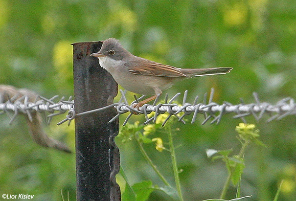 סבכי  קוצים  Common Whitethroat Sylvia communis                      הר לאוויה, רמת הגולן ,פברואר 2007